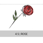 4-5-rose_s